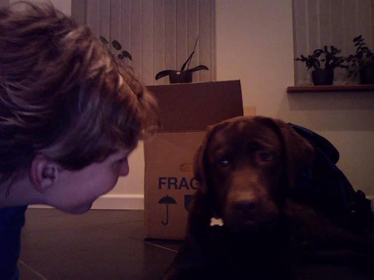 Labrador retriever Tyson - jeg vil også se hvad du laver på den pc billede 12