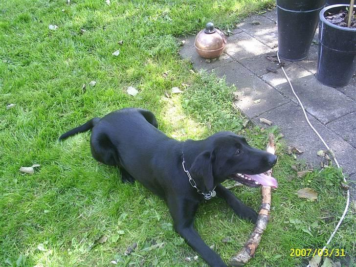 Labrador retriever Vaks - Puha det er hårdt at lege med pin :) billede 1