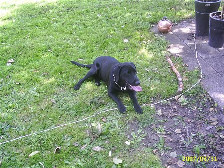 Labrador retriever Vaks - Dejligt bare og ligger her og nyde det gode vejr billede 2