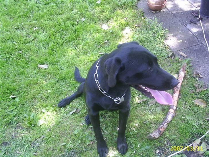 Labrador retriever Vaks - Se jeg kan godt sætte pæn nåå bare jeg gider :P billede 3
