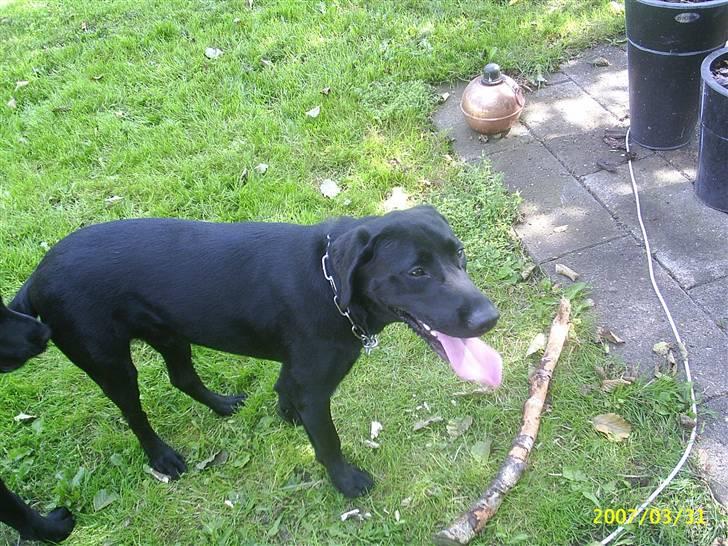 Labrador retriever Vaks - Så er jeg klar til at lege med pin igen :) billede 4