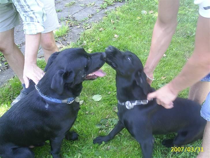Labrador retriever Vaks - ikk forlang så meget af os vi vil altså bare lege :) billede 5