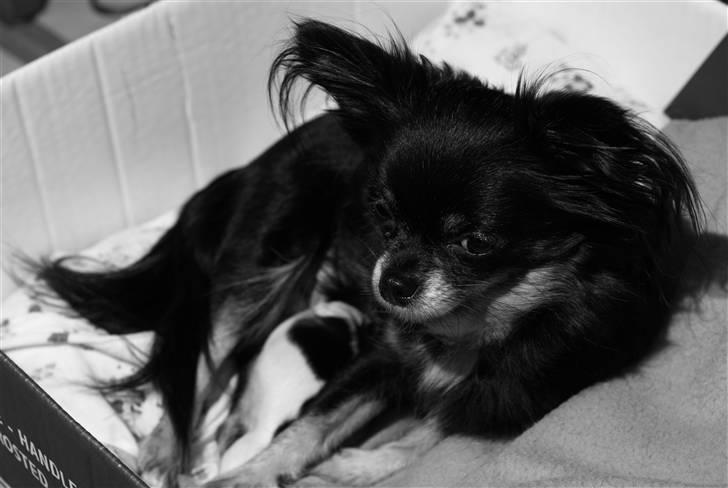 Chihuahua Mulle billede 13