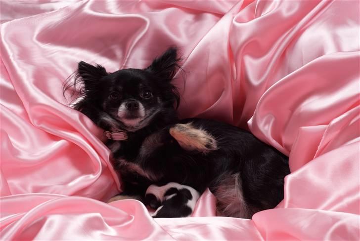 Chihuahua Mulle - Mulle og Mowgli har været en tur ved fotograf billede 14