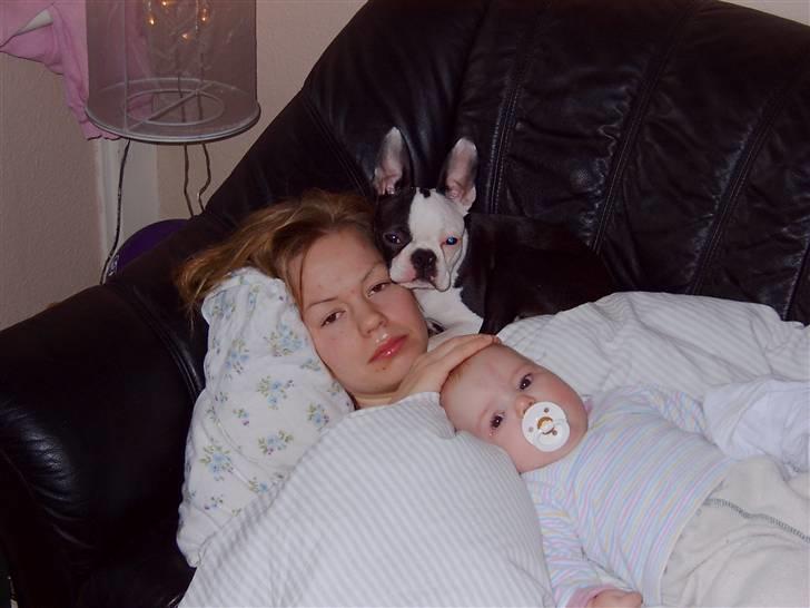 Boston terrier Ozzy billede 6