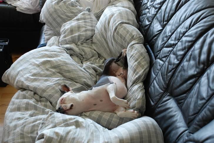 Boston terrier Ozzy billede 7