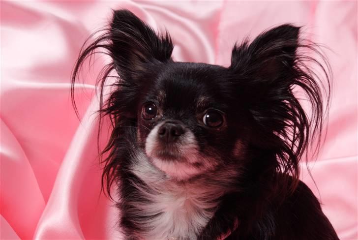 Chihuahua Mulle billede 15