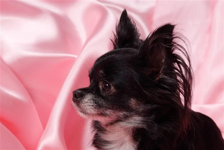 Chihuahua Mulle billede 16