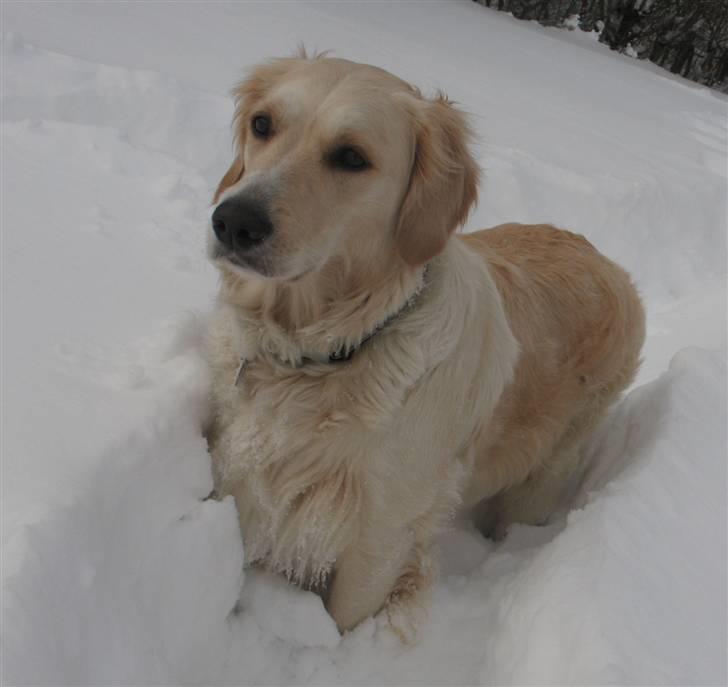 Golden retriever Sika - Så kom der endelig sne! billede 20