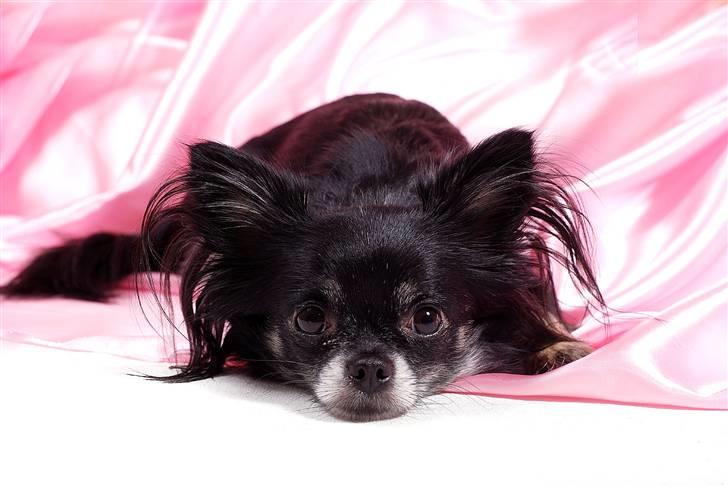 Chihuahua Mulle billede 17