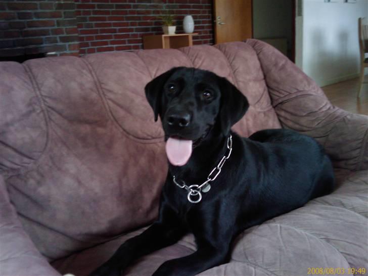 Labrador retriever Vaks billede 6