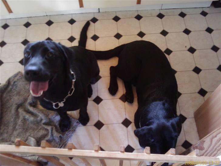 Labrador retriever Vaks billede 7