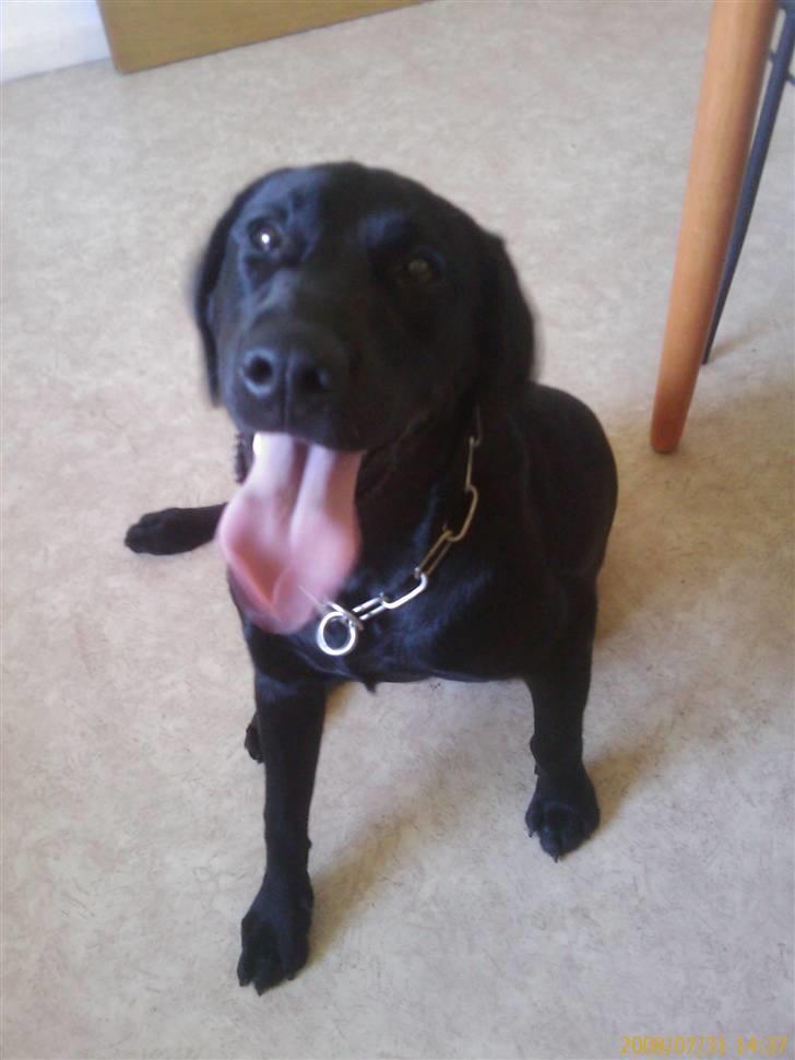 Labrador retriever Vaks billede 8