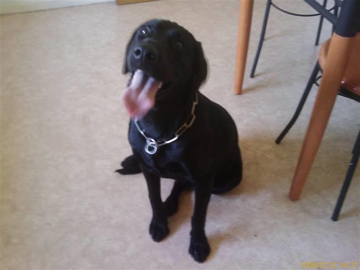 Labrador retriever Vaks billede 9