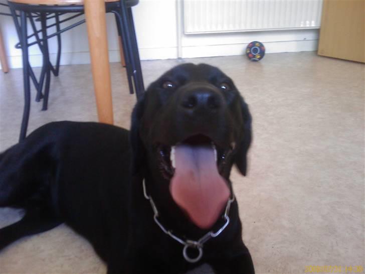 Labrador retriever Vaks billede 10