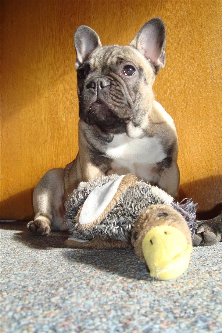 Fransk bulldog Oscar - 5 måneder gammel :) billede 9