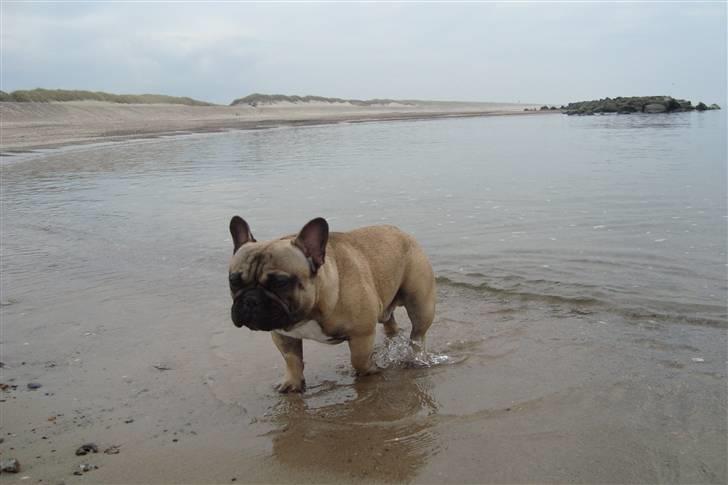 Fransk bulldog Oscar billede 10