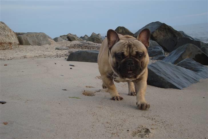 Fransk bulldog Oscar billede 11