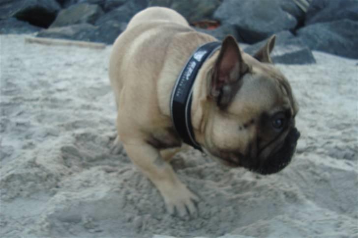 Fransk bulldog Oscar billede 12