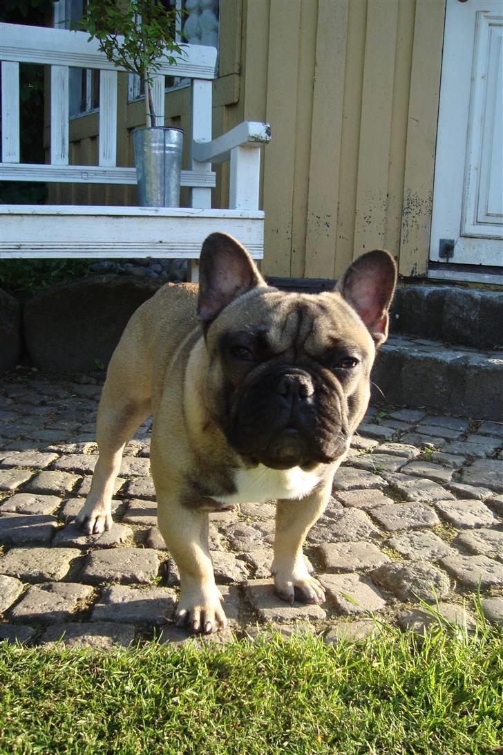 Fransk bulldog Oscar billede 13