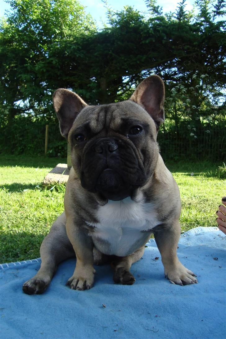 Fransk bulldog Oscar billede 14