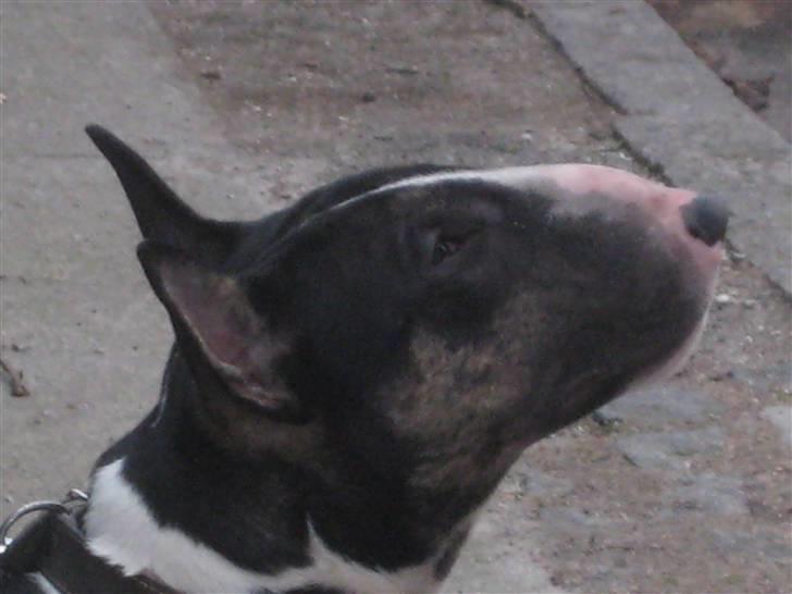 Bullterrier Axel billede 1