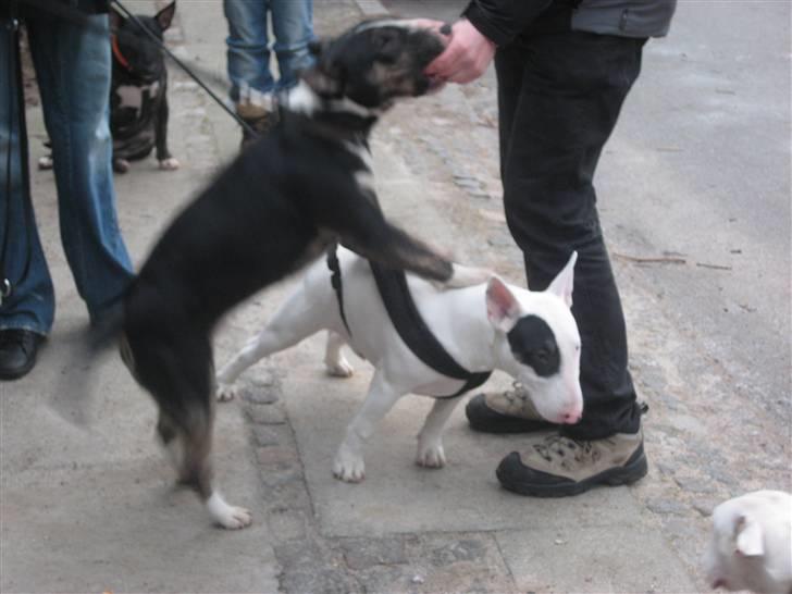 Bullterrier Axel - Axel bruger her bror Ludvig som trinbræt billede 2