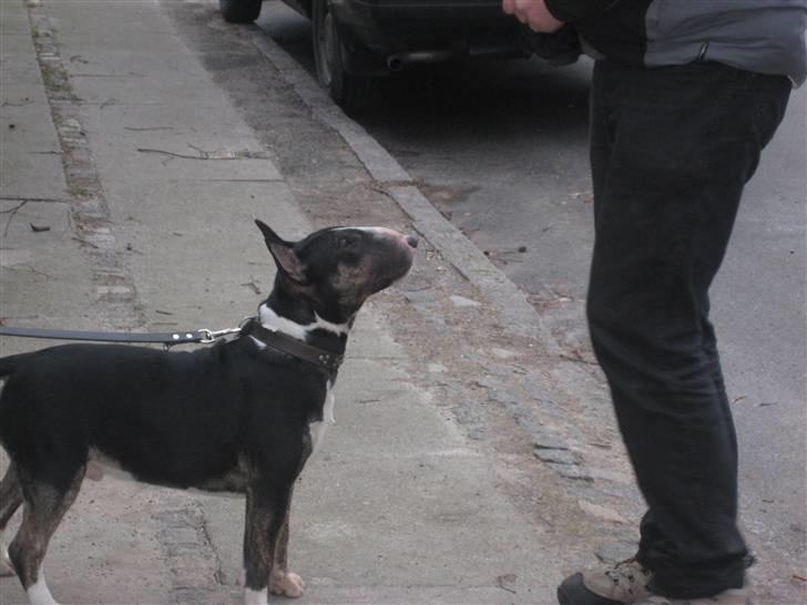 Bullterrier Axel - Giv mig nu den godbid jeg står jo pænt billede 3