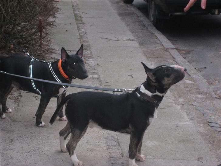 Bullterrier Axel billede 4