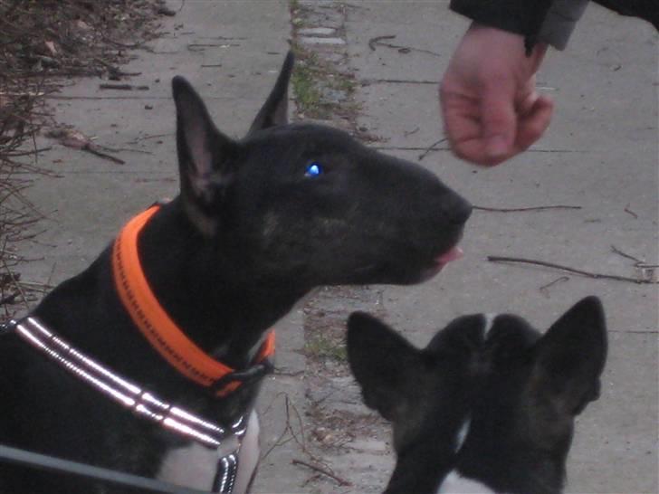 Bullterrier Axel - De 2 brødere Axel og Kalle billede 5