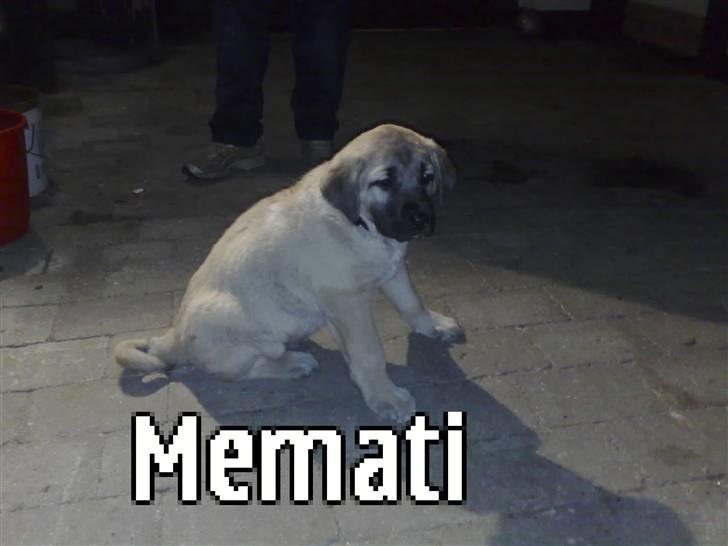 Kangal memati billede 1