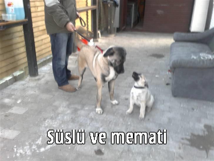 Kangal memati billede 2