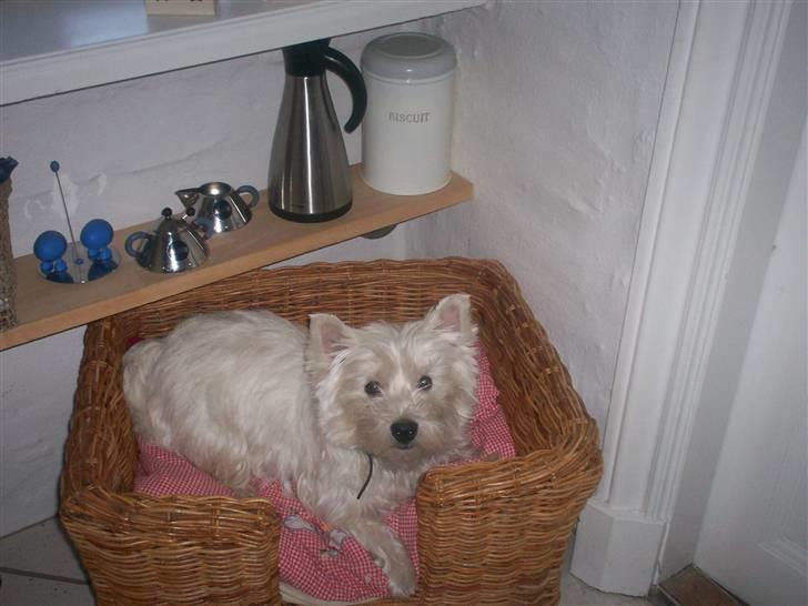 West highland white terrier Pingo  - Her er jeg så og hygger i min kurv... billede 9