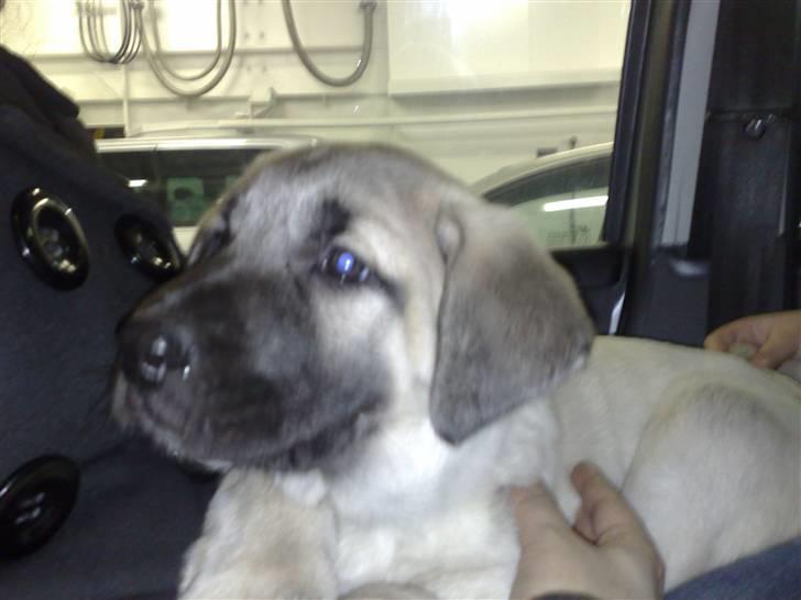 Kangal memati billede 3