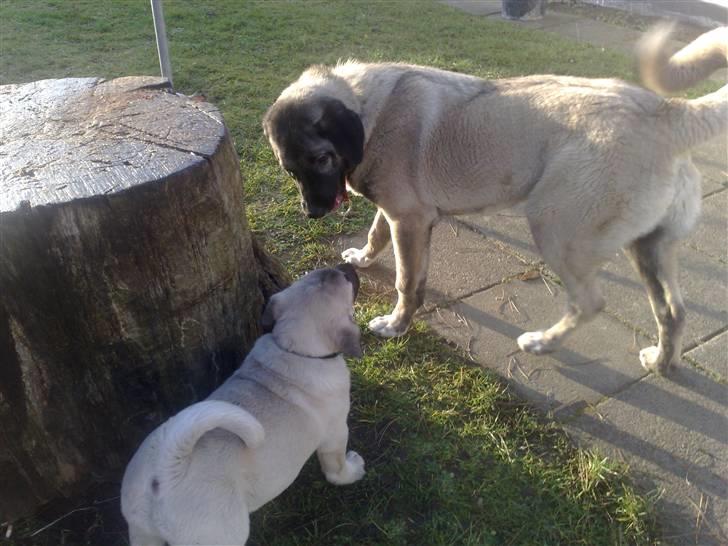 Kangal memati billede 4