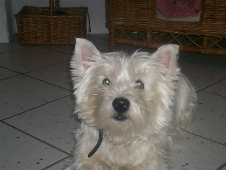 West highland white terrier Pingo  - Pingo wehner<3<3<3 billede 10