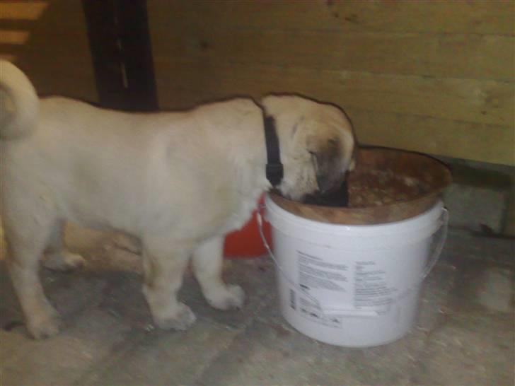 Kangal memati billede 5