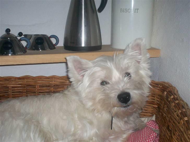 West highland white terrier Pingo  - Mig <3<3<3 billede 11