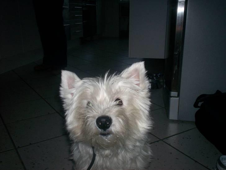 West highland white terrier Pingo  - Her er jeg så... billede 12