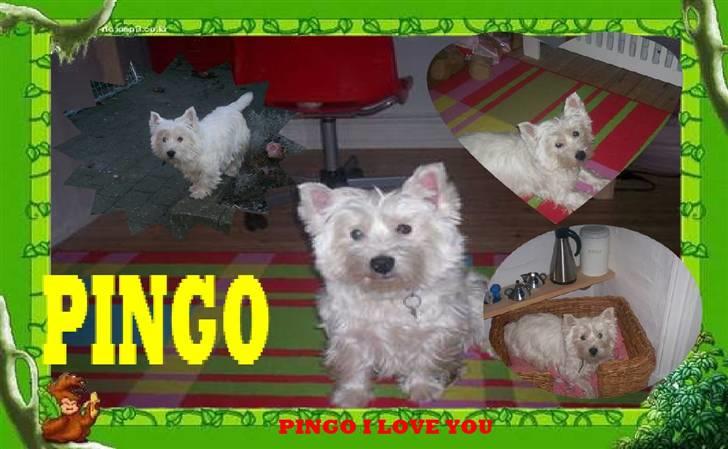 West highland white terrier Pingo  - <3<3<3<3 billede 13