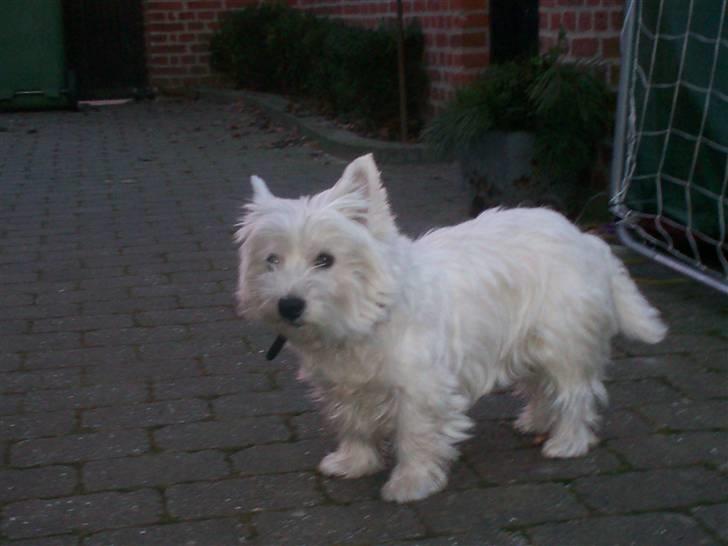West highland white terrier Pingo  - Mig i haven billede 14