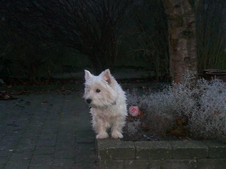 West highland white terrier Pingo  - Tha da da dam... billede 15