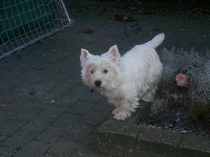 West highland white terrier Pingo  - Her er jeg jo så open baret........... billede 16