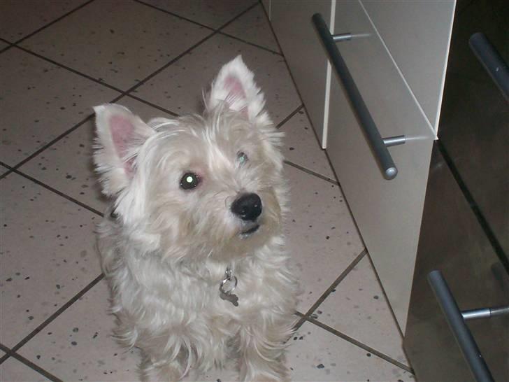 West highland white terrier Pingo  - Hehe billede 17