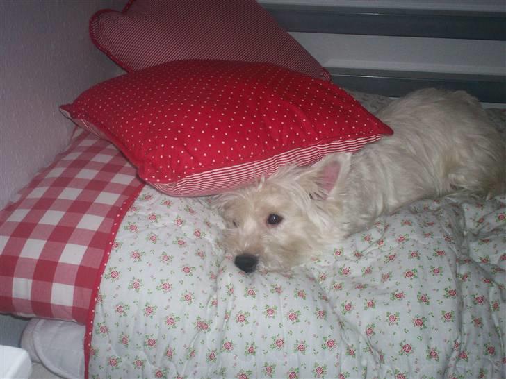 West highland white terrier Pingo  - Her ligger jeg og hygger mig  billede 18