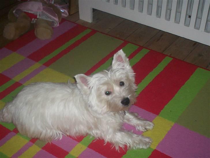 West highland white terrier Pingo  - Mig og dig er smukkere end de andre regner med  billede 19
