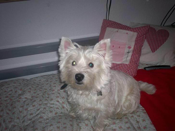 West highland white terrier Pingo  - Hej hej ............. billede 20