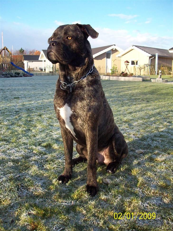 Cane corso Beebob *HIMMELHUND* - Sikke rank man sidde for at virke større... billede 11