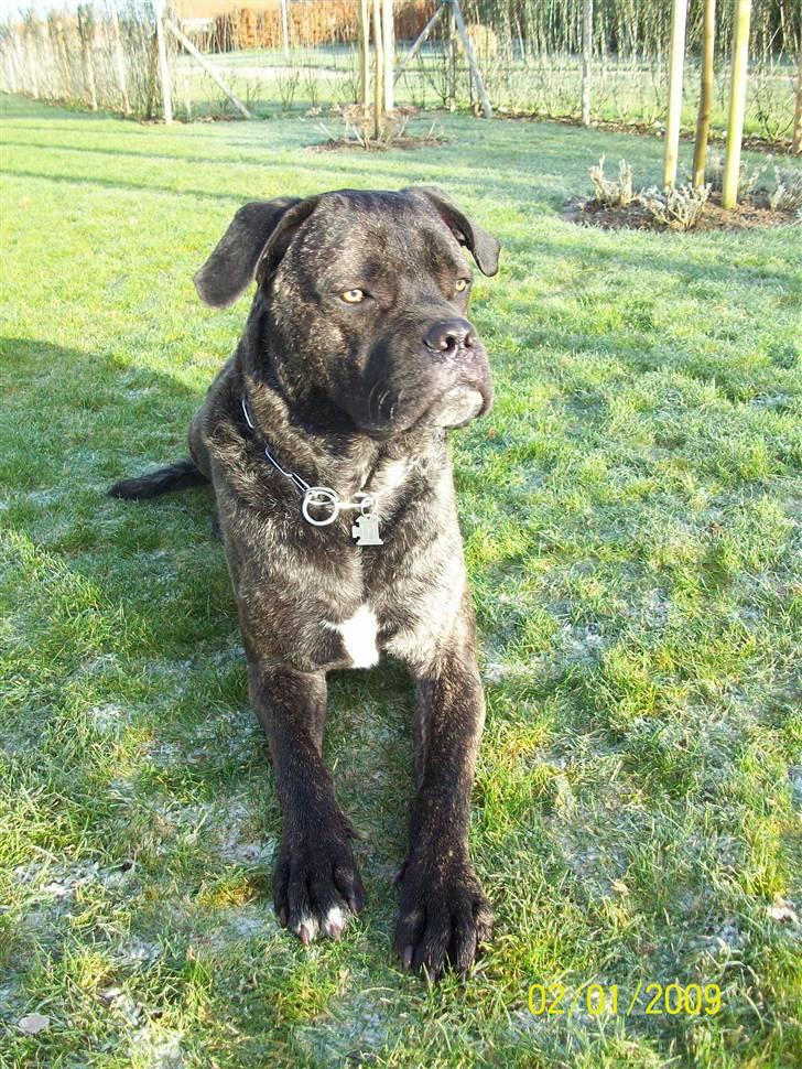 Cane corso Beebob *HIMMELHUND* billede 12