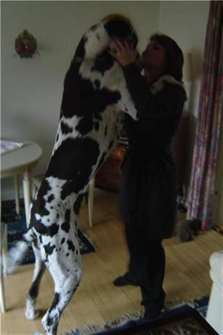 Grand danois Hektor billede 14